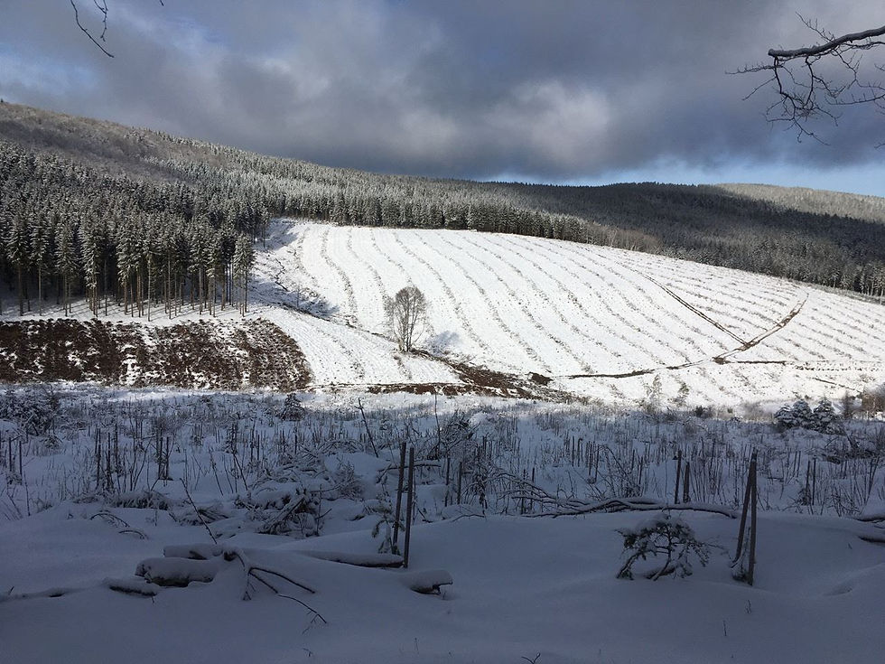 Mise en andain de branches avant plantation