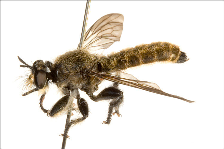 Choerades amurensis, male