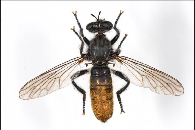 Choerades gilva, female