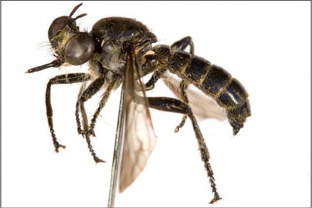 Choerades asprospilos, female