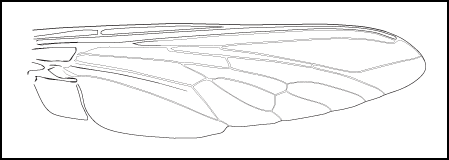 3_submargin_cells.gif