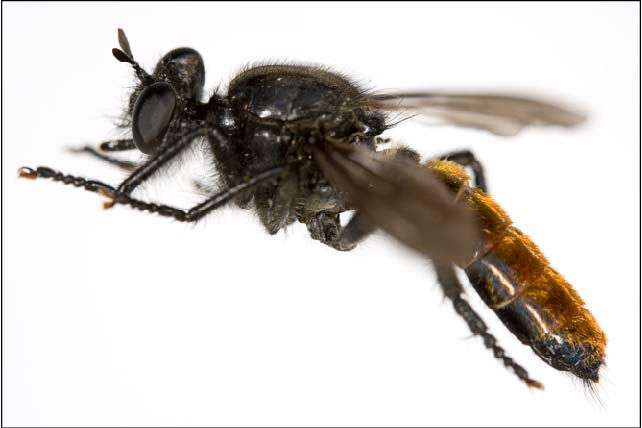 Choerades gilva, female