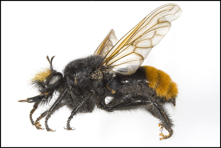 Laphria mitsukurii, female