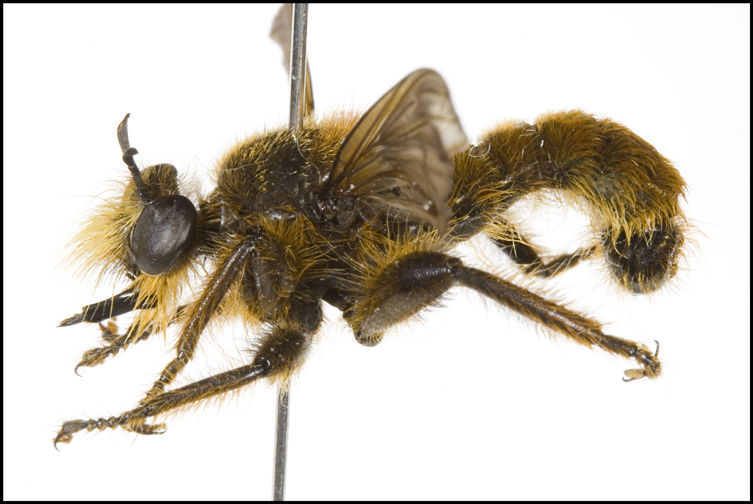 Laphria rufa, male