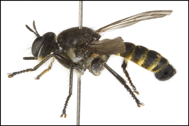 Choerades japonicus, male