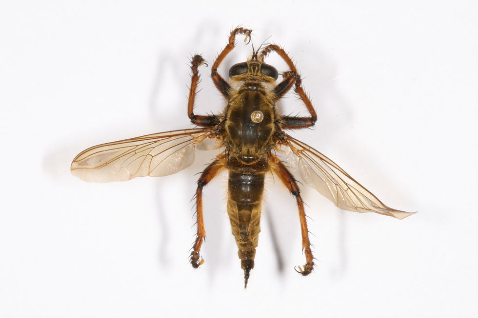 Promachus chinensis, female