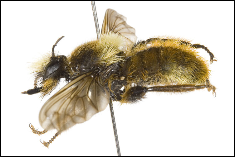 Laphria rufa, female