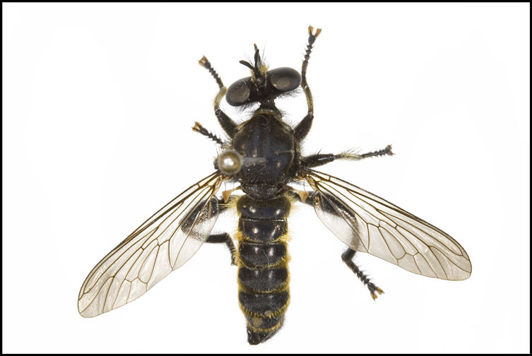 Choerades japonicus, male