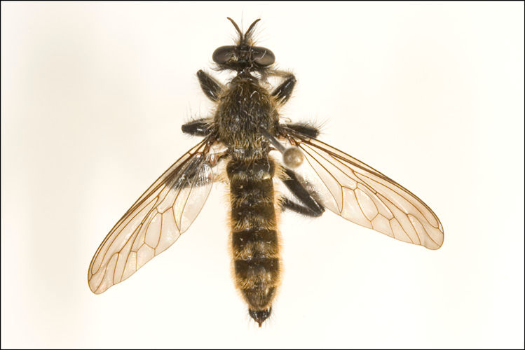 Choerades amurensis, male