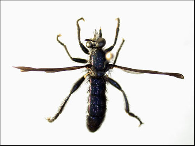 Orthogonis nitiddidorsalis, male