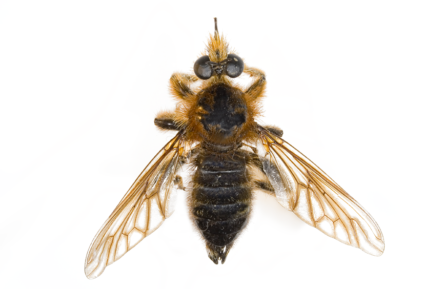 Laphria hradski, male