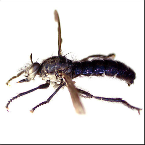 Orthogonis nitididorsalis, male