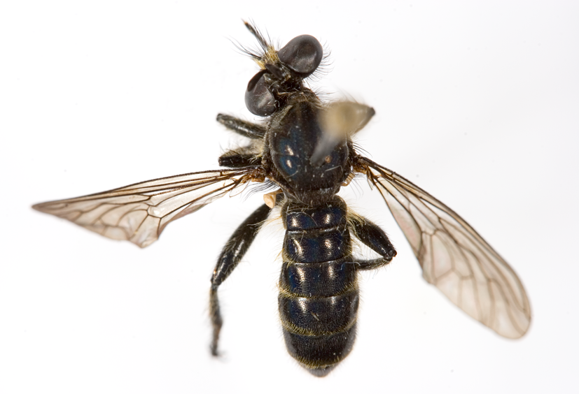 Choerades asprospilos, female