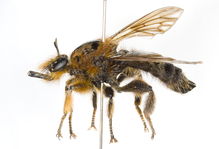 Laphria hradski, male