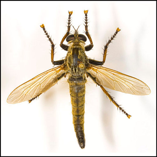 Eutolmus brevistylus, male