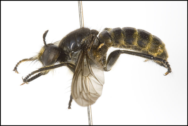 Choerades japonicus, female