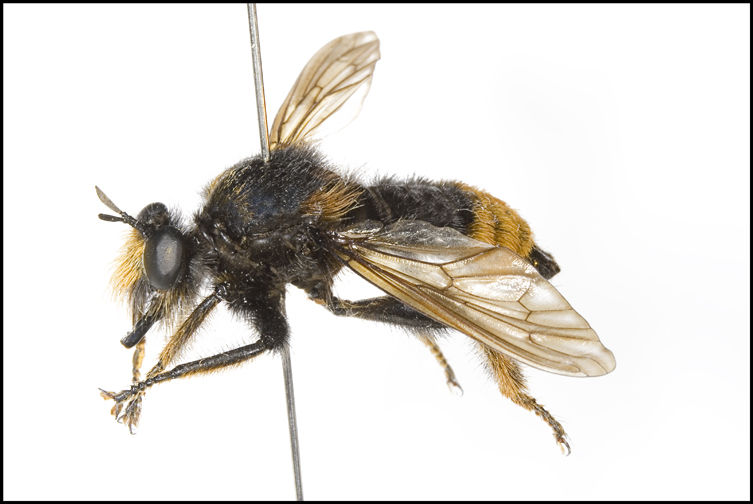 Laphria mitsukurii, male