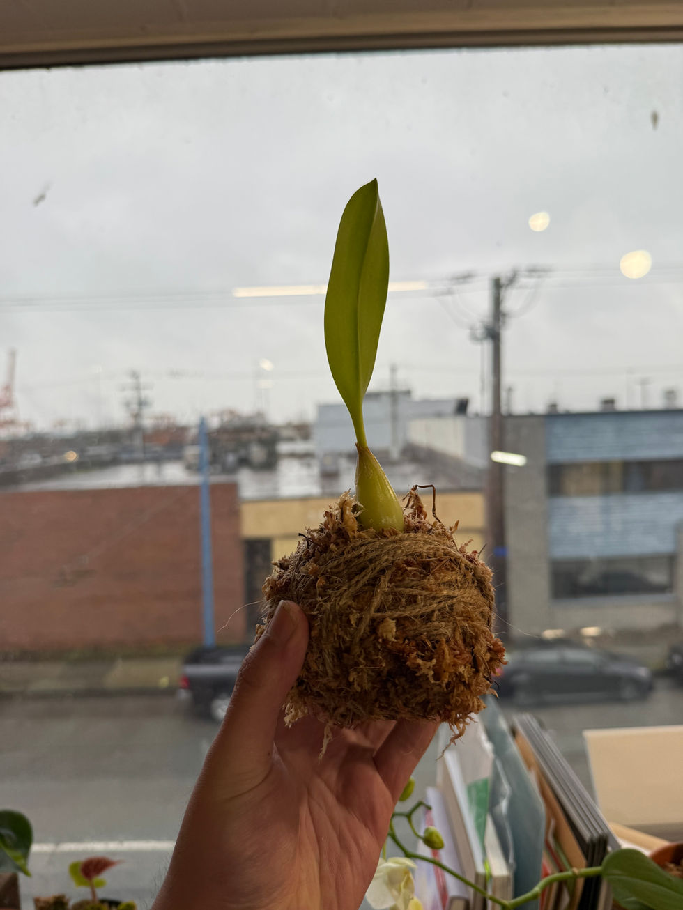 Kokedama Bulbophyllum 