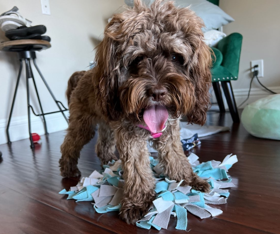 A Long Beach dog stands above a snuffle map for enrichment.