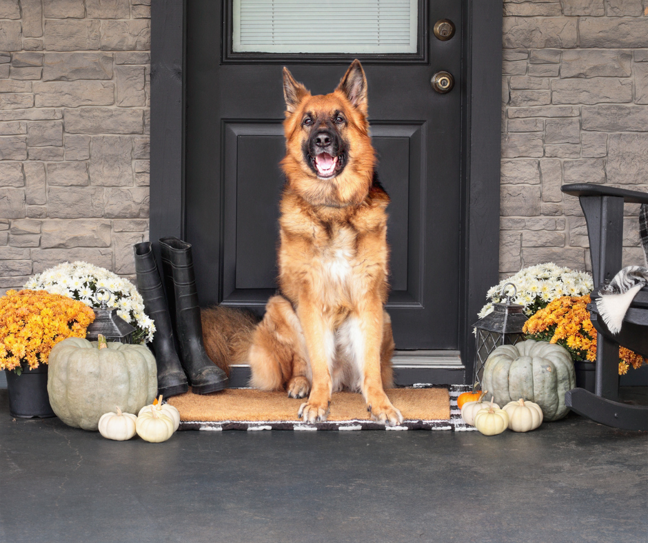 German Shepherd sits on a porch with pumpkins, flowers, and boots. Black door and stone wall background. Cozy, autumn mood.
