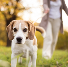 Mobility in your aging pet: what you need to know