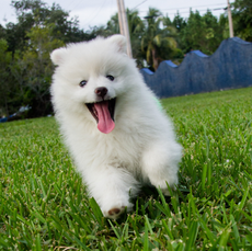 A fluffy white dog runs on the grass.