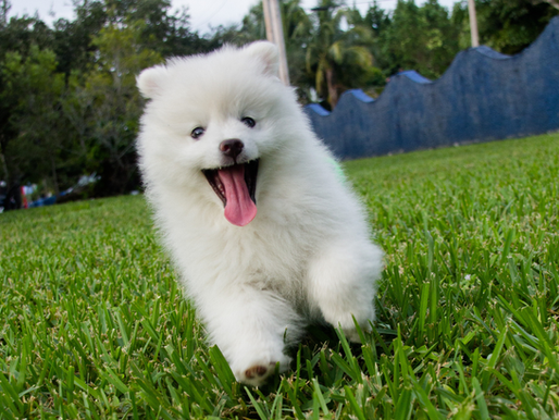 A fluffy white dog runs on the grass.