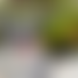 A Long Beach dog sits happily in front of orange and yellow flowers.