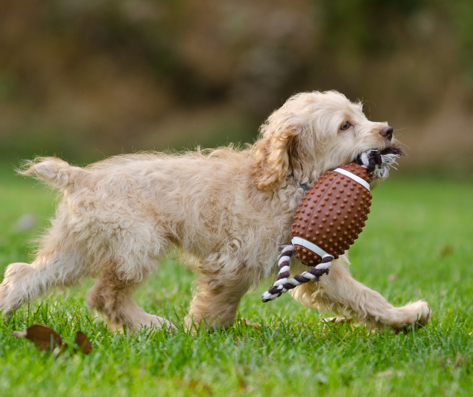 Fluffy dog runs on grass carrying a toy resembling a football. The background is blurred, highlighting the dog's playful movement.