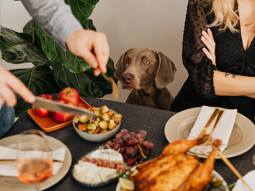 A dog looks on as its owner dishes out Thanksgiving food.