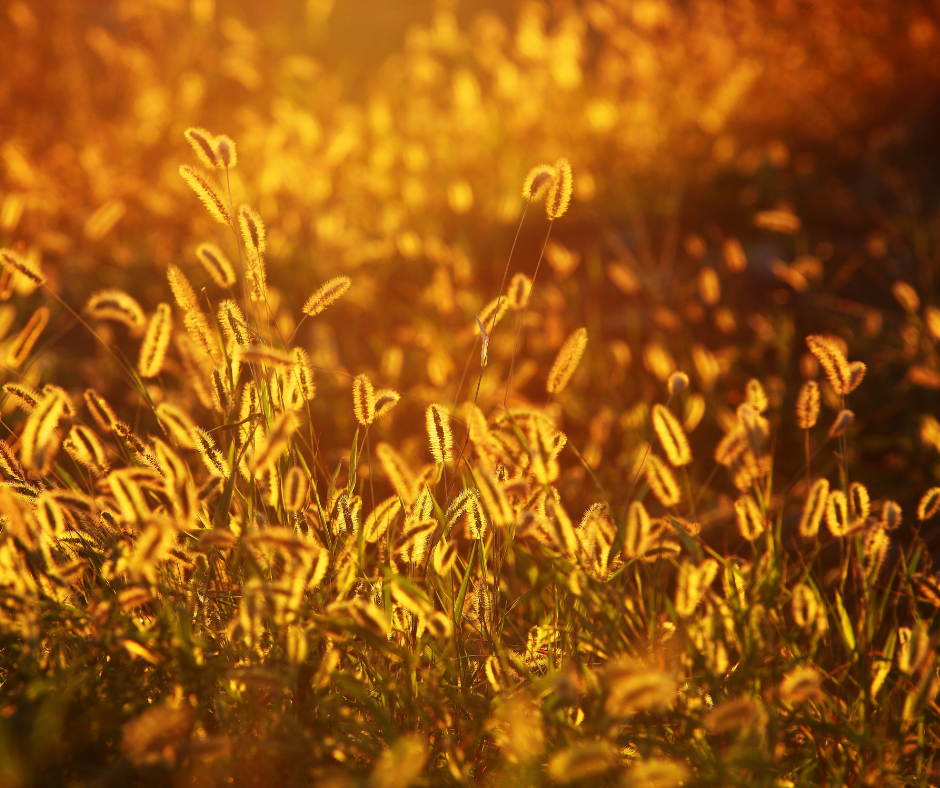 Golden foxtail grass stalks lit by warm sunset light in a field.