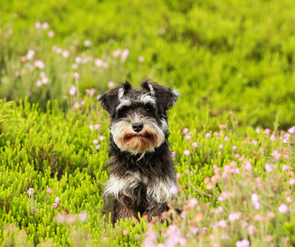 A dog stands in a field of what appears to be clover.