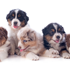 Puppy Prep 101: 10 Must-Have Essentials for Your New Fur Baby