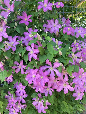 Clematis Comtessa Bouchard.jpg