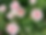 Rose, Morden Blush2.png