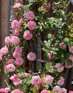 john davis rose_edited.jpg