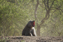 Male baboon.jpg