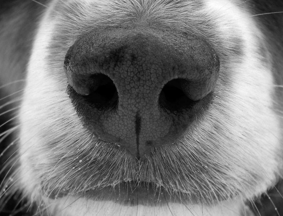Nose