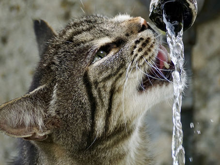 GATOS + ÁGUA = PESADELO?