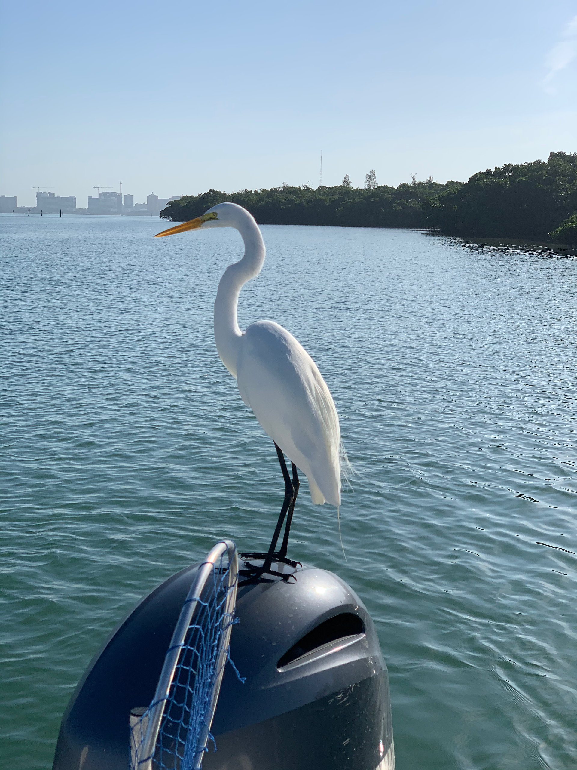 Wildlife on a Sarasota Boat Tour 