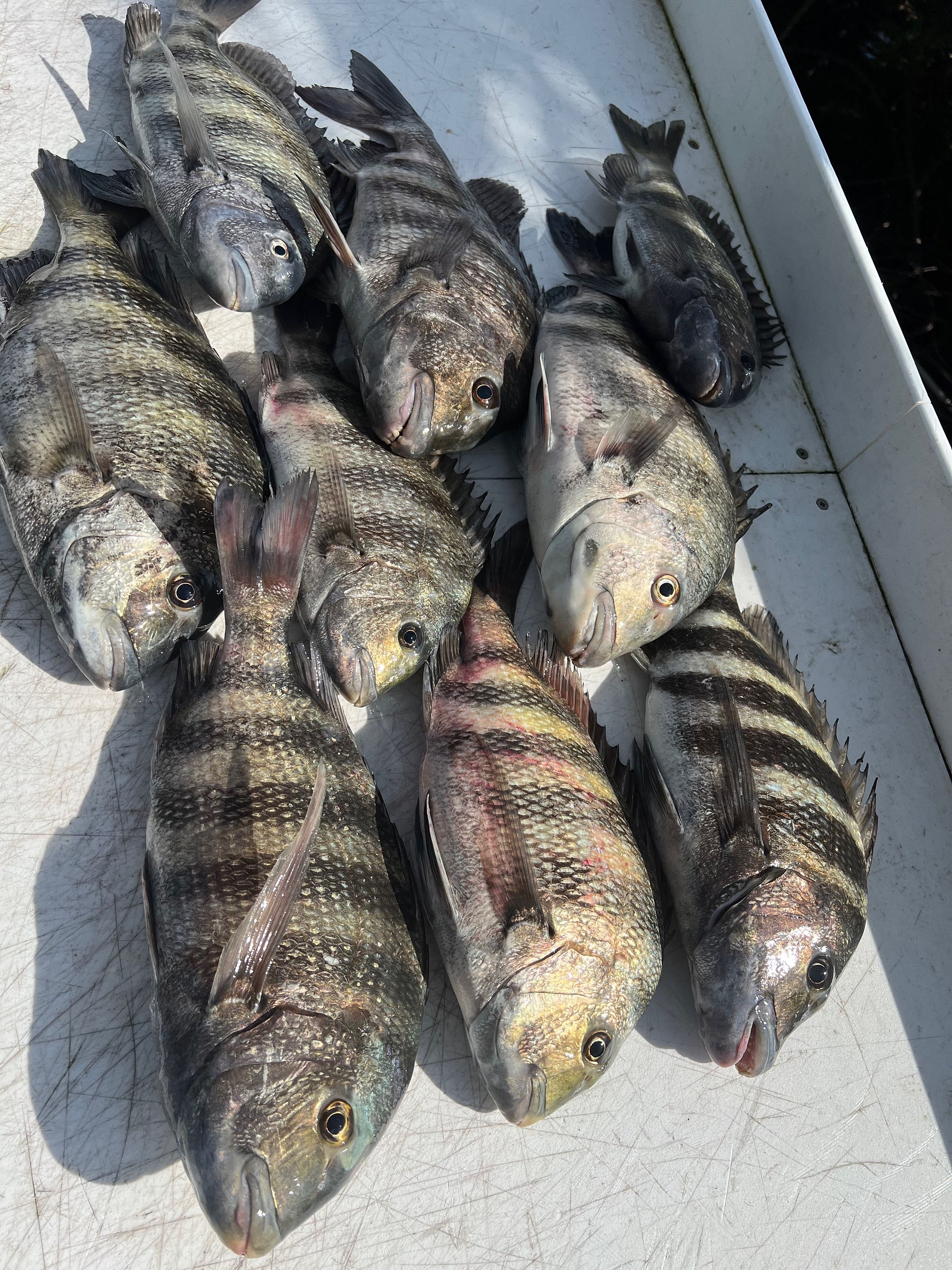 Sheepshead fish on a fillet table: step by step guide on how to fillet sheepshead fish
