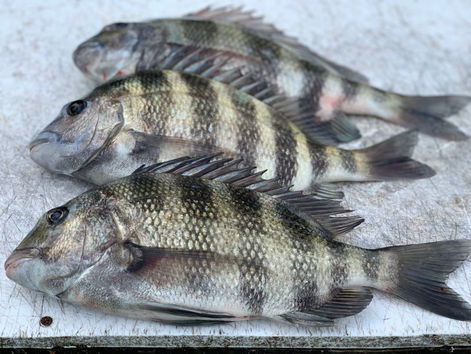 Mastering the Art of Sheepshead Filleting: A Comprehensive Guide for Anglers and Seafood Enthusiasts