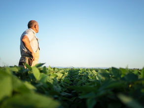 Crédito Rural e Frustração de Safra: Direitos do Produtor