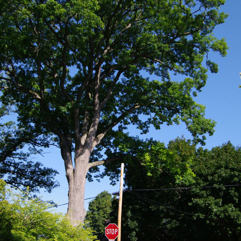 IMGP7513.JPG