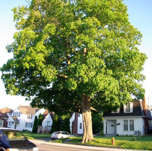 IMGP2195.JPG