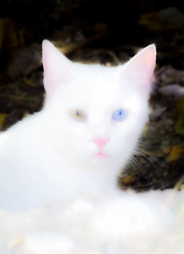 DSC07011 kopie.jpg