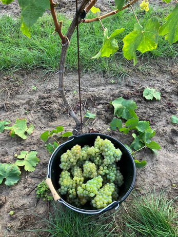 druiven, oogst, purfruit, zelfpluk