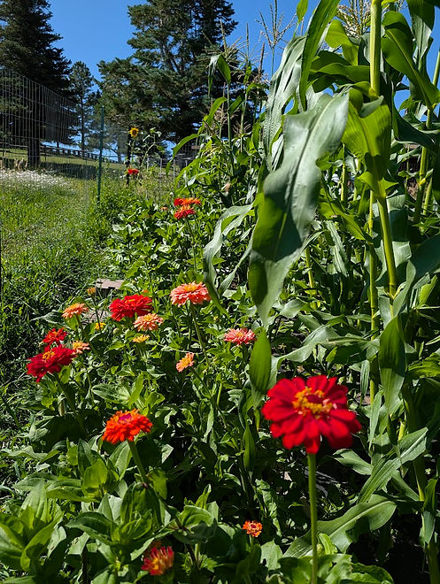 cornflowers.jpg