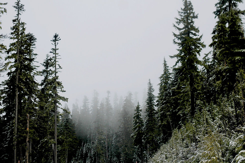 Evergreen Trees