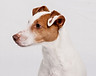 Dog's Portrait